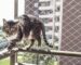 Tela deproteção para gatos