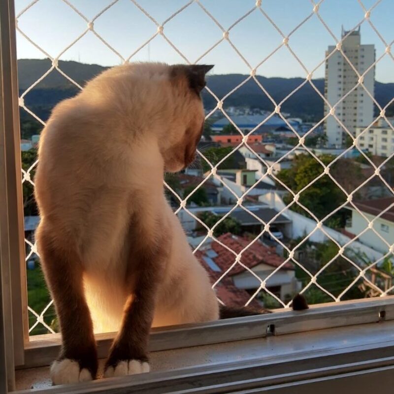 Tela deproteção para gatos