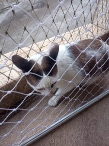 instalação de telas de proteção para gatos