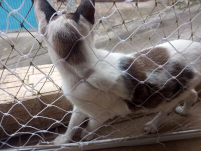 tela de proteção para gatos na vila alpina