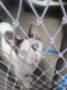 Tela de proteção para gatos