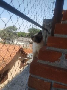 Tela de proteção para pets