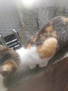 como colocar rede para gatos